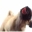 Licking Dog Screen Cleaner Screen Saver software