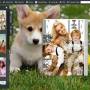 FlashBook Templates for Cute Dog Style 1.0 screenshot