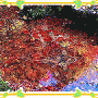 Pond of Famous Japanese Koi Fish 1.0 screenshot