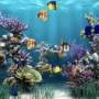 Screensaver Maker: Aquarium 1.0.0 screenshot