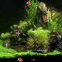 Virtual Aquarium Animated Wallpaper 1.0.0 screenshot