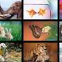 Windows 8 Themes - Animals  screenshot